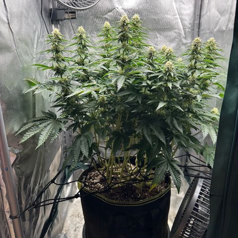 200% growlog timeline photo