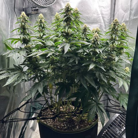 200% growlog timeline photo