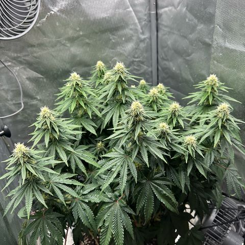 200% growlog timeline photo