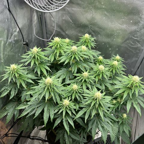 200% growlog timeline photo