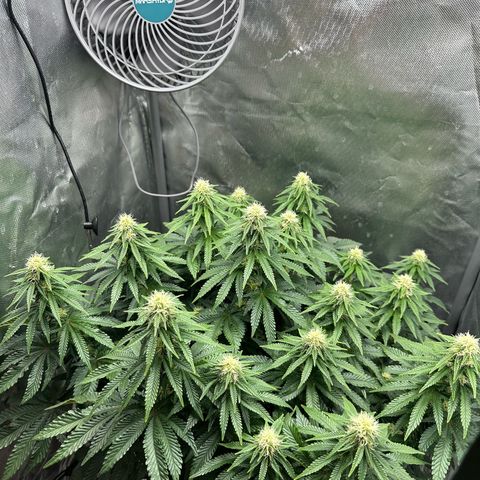 200% growlog timeline photo