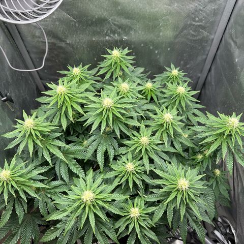 200% growlog timeline photo