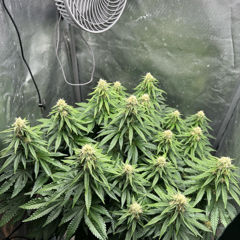 200% growlog timeline photo