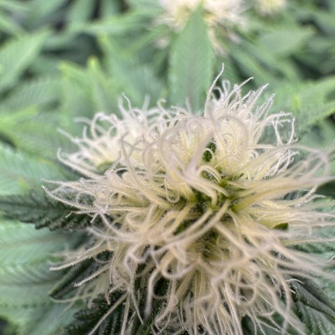 200% growlog timeline photo