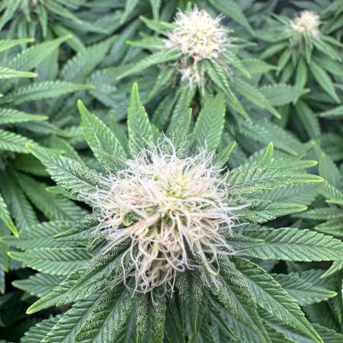 200% growlog timeline photo