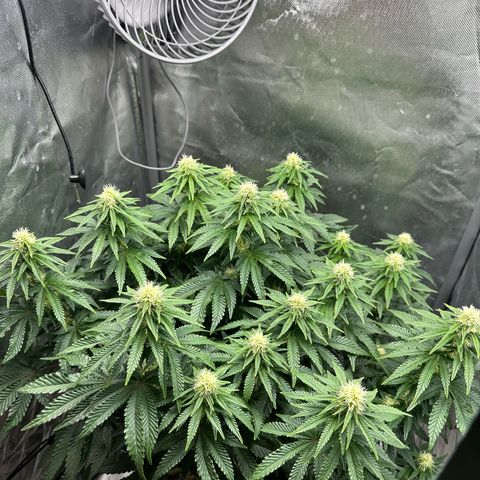 200% growlog timeline photo