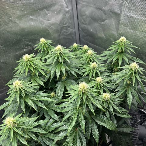 200% growlog timeline photo