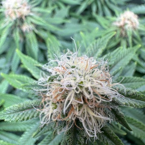 200% growlog timeline photo