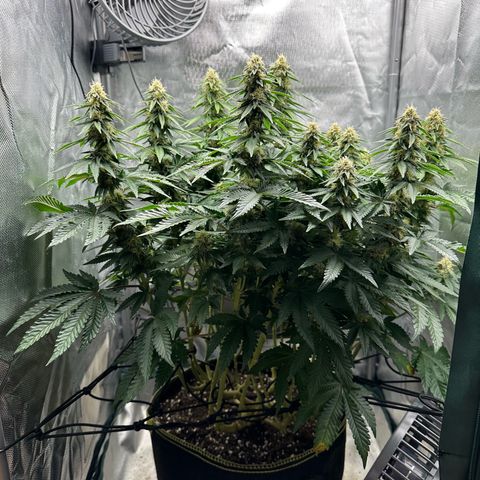 200% growlog timeline photo