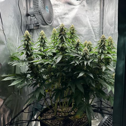 200% growlog timeline photo
