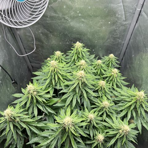 200% growlog timeline photo