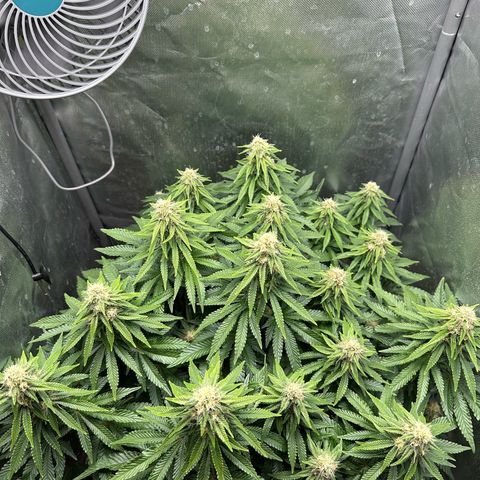 200% growlog timeline photo
