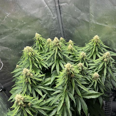 200% growlog timeline photo