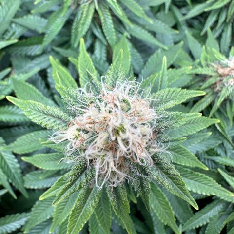 200% growlog timeline photo
