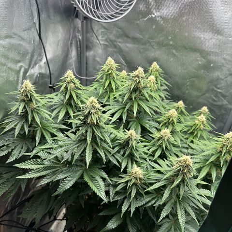 200% growlog timeline photo