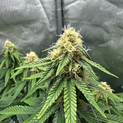 200% growlog timeline photo