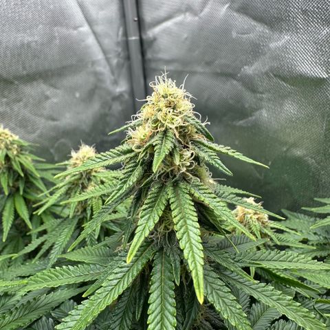 200% growlog timeline photo