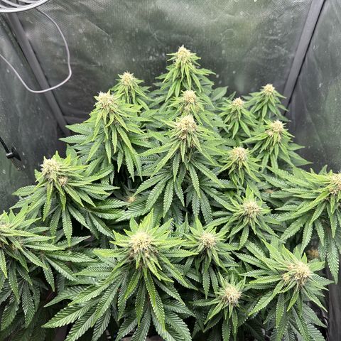 200% growlog timeline photo