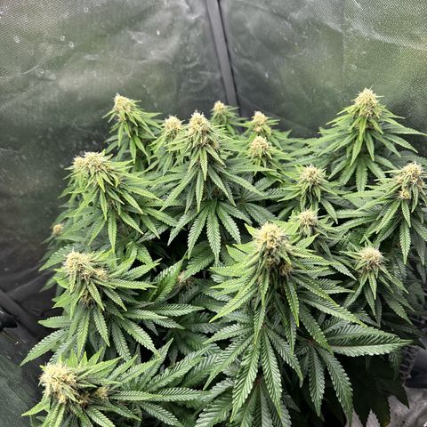 200% growlog timeline photo
