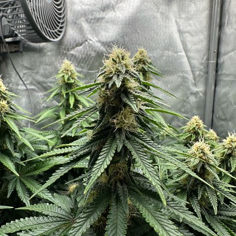 200% growlog timeline photo