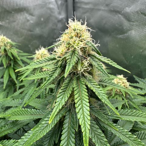 200% growlog timeline photo