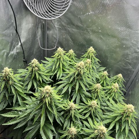 200% growlog timeline photo