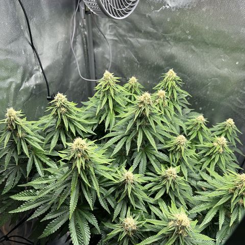 200% growlog timeline photo