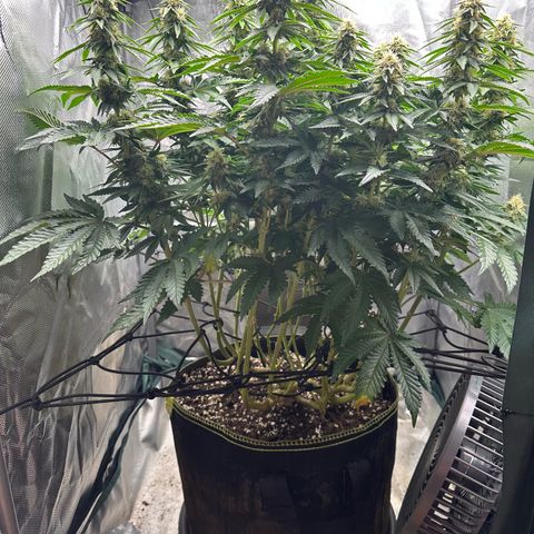 200% growlog timeline photo