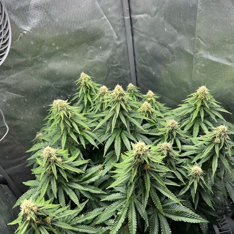 200% growlog timeline photo