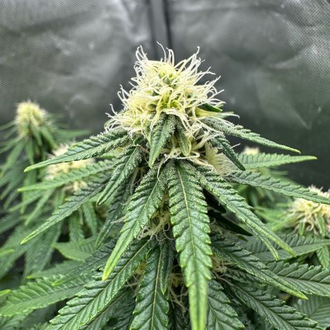 200% growlog timeline photo