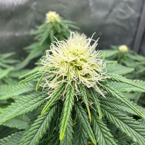 200% growlog timeline photo