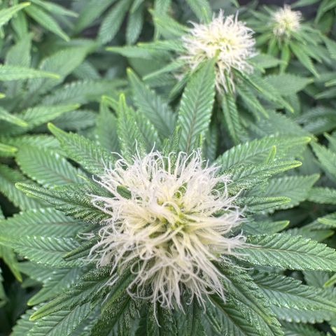 200% growlog timeline photo