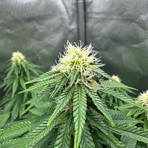 200% growlog timeline photo