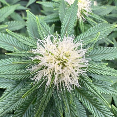 200% growlog timeline photo