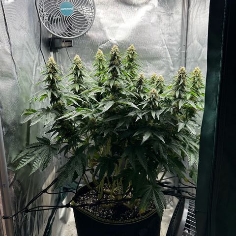 200% growlog timeline photo