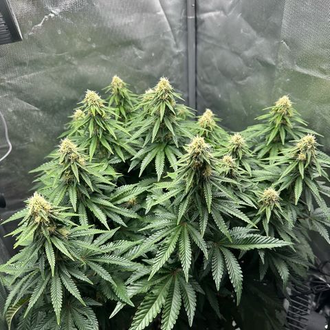 200% growlog timeline photo