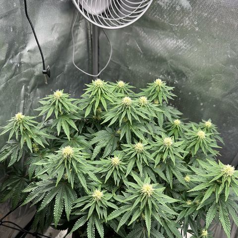 200% growlog timeline photo
