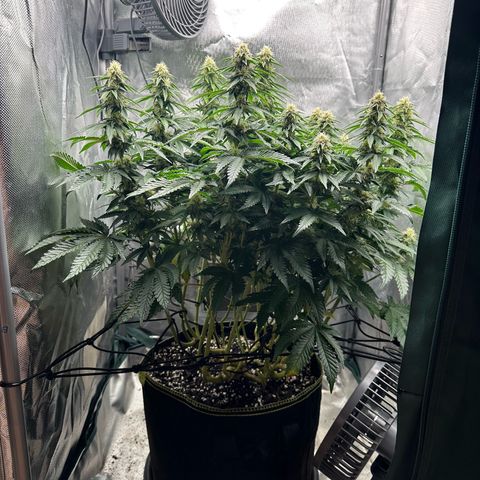 200% growlog timeline photo