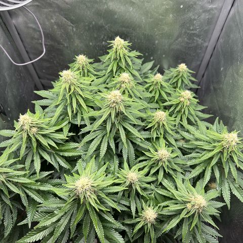 200% growlog timeline photo