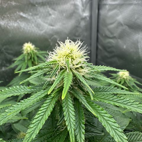 200% growlog timeline photo