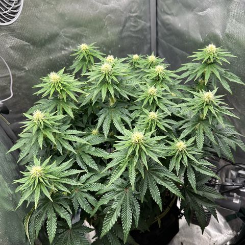 200% growlog timeline photo