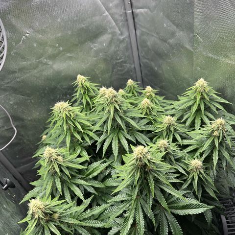 200% growlog timeline photo