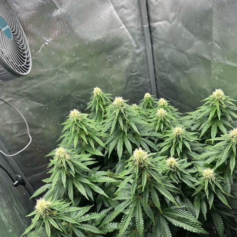 200% growlog timeline photo
