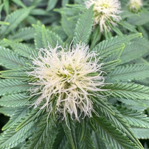 200% growlog timeline photo