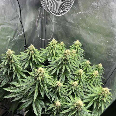 200% growlog timeline photo