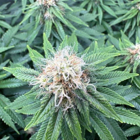 200% growlog timeline photo