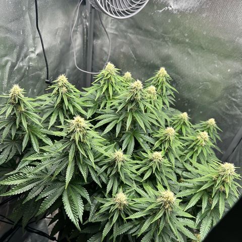 200% growlog timeline photo