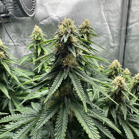 200% growlog timeline photo