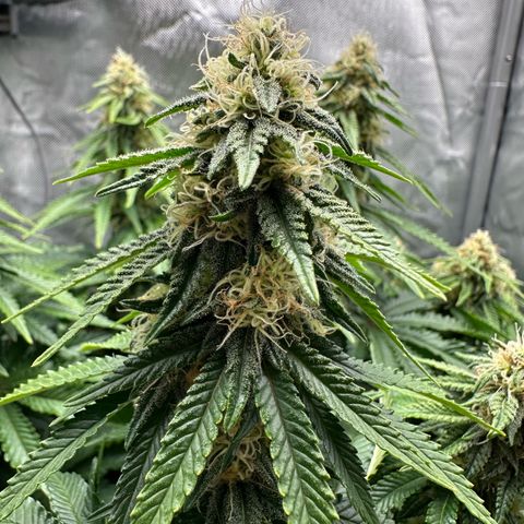 200% growlog timeline photo