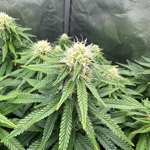 200% growlog timeline photo